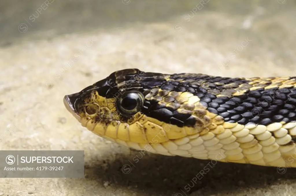 Eastern Hognose Snake (Heterodon platyrhinos), KS