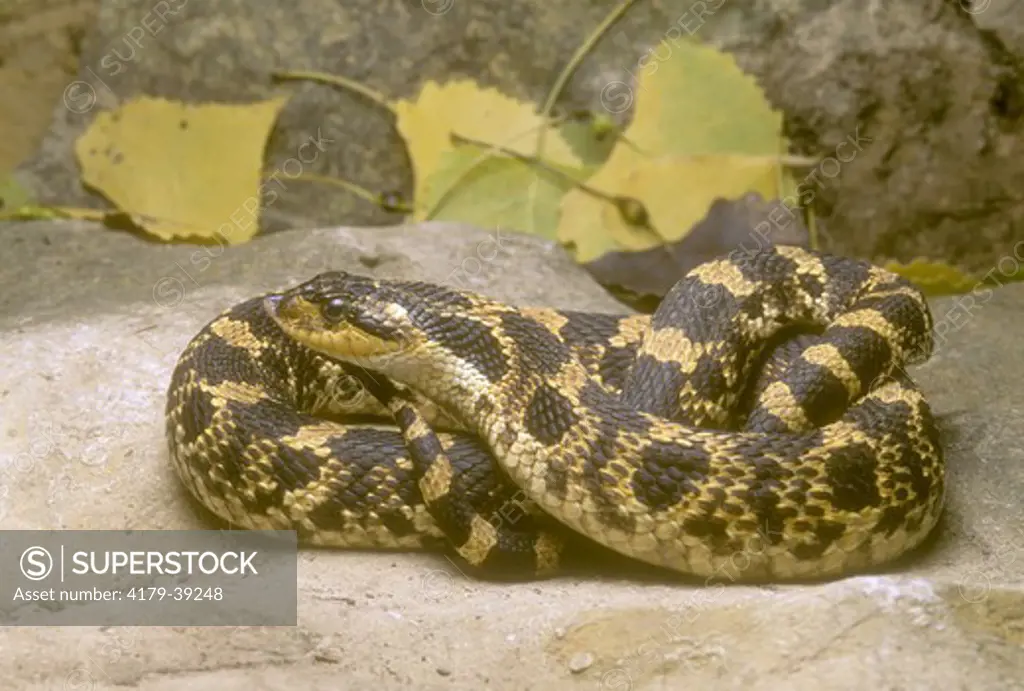 Eastern Hognose Snake (Heterodon platyrhinos), KS, Kansas