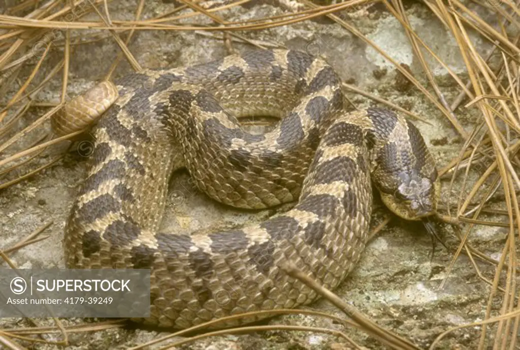 Southern Hognose Snake (Heterodon simus), Aiken Co., SC