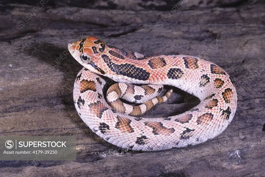 Baby Southern Hognose Snake (Heterodon simus), Claibourne Parish, LA