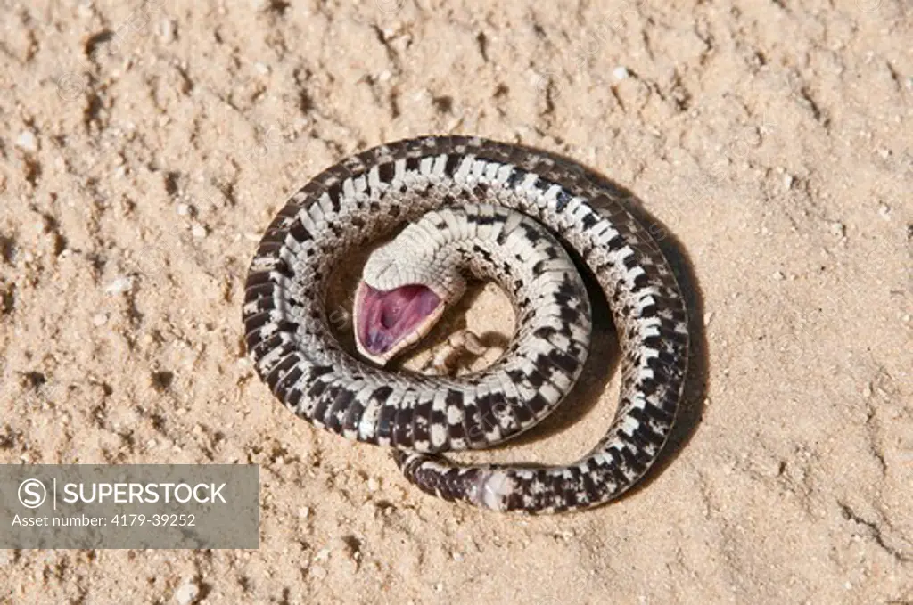 Young Southern Hognose Snake (Heterodon simus) playing dead, Alachua Co., FL
