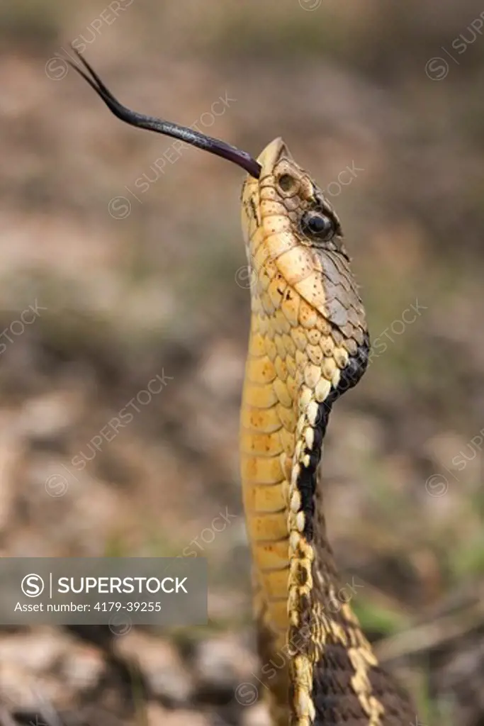Eastern Hognose Snake (Heterodon platyrhinos)  (Puff Adder) in Texas Hill Country, Comfort Texas