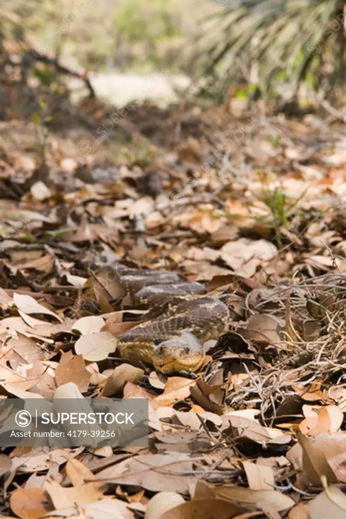 Eastern Hognose Snake (Heterodon platyrhinos)  (Puff Adder) in Texas Hill Country, Comfort Texas