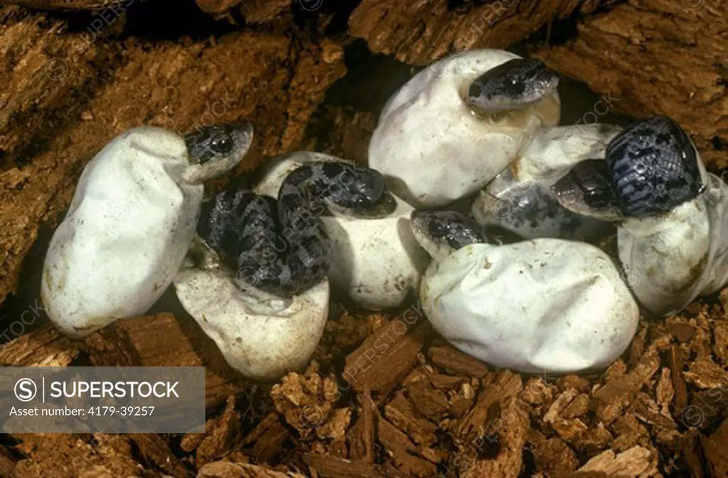 Eastern Hognose Snakes (Heterodon platyrhinos) hatching