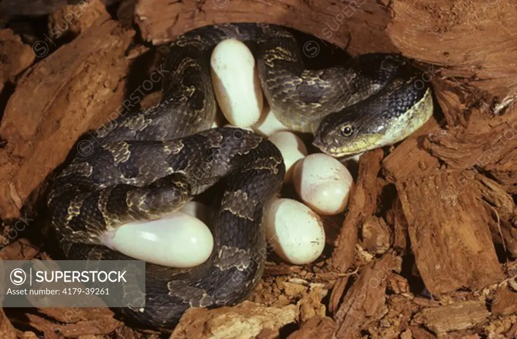 Eastern Hognose Snake Laying Eggs (Heterodon p. platyrhinos)