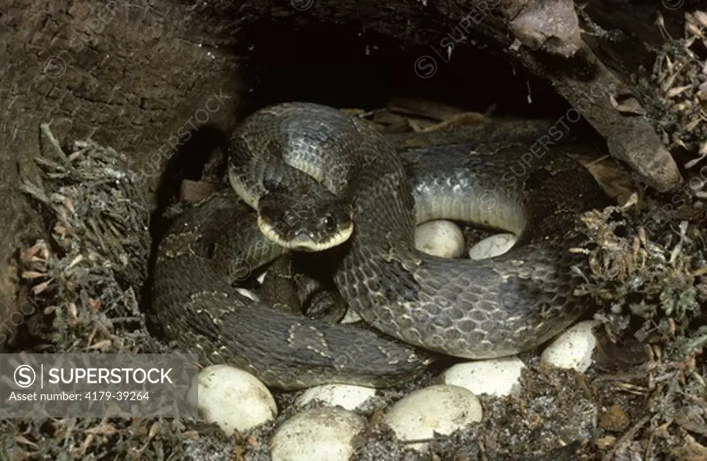 Eastern Hognose Snake with Eggs (Heterodon platyrhinos)