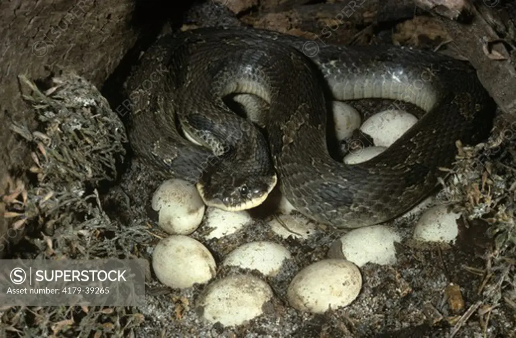 Eastern Hog Nose Snake w/Eggs (Heterodon platyrhinos)