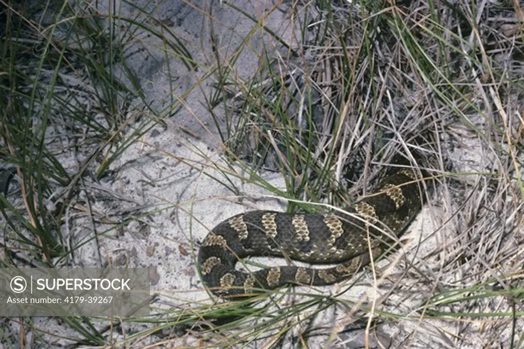 Gravid E. Hognose Snake Digging Nest in Sand (Heterodon platyrhino)