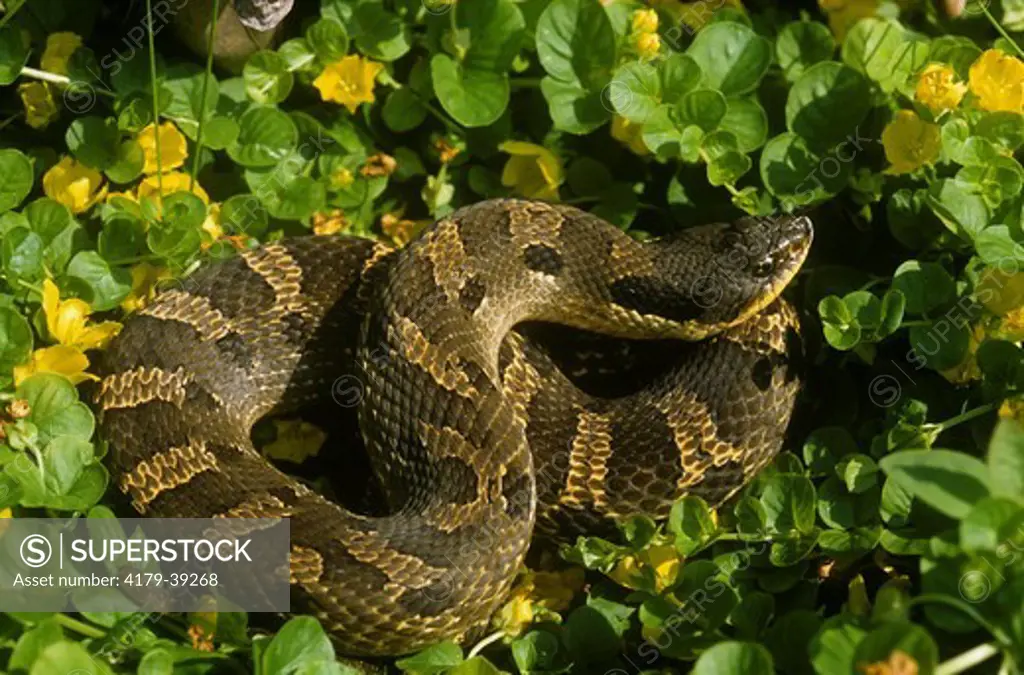 Eastern Hognose Snake (Heterodon p. platyrhinos)