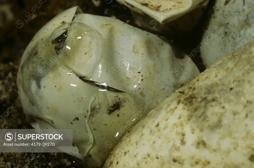 Eastern Hognose Snake (Heterodon platyrhinos) Eggs Hatching, PA
