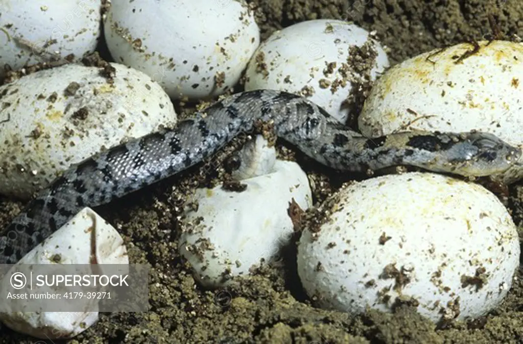 Eastern Hognose Snake, Eggs Hatching (Heterodon platyrhinos) Pennsylvania