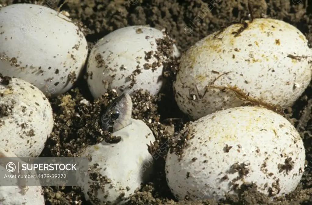 Eastern Hognose Snake (Heterodon platyrhinos) Eggs hatching, PA