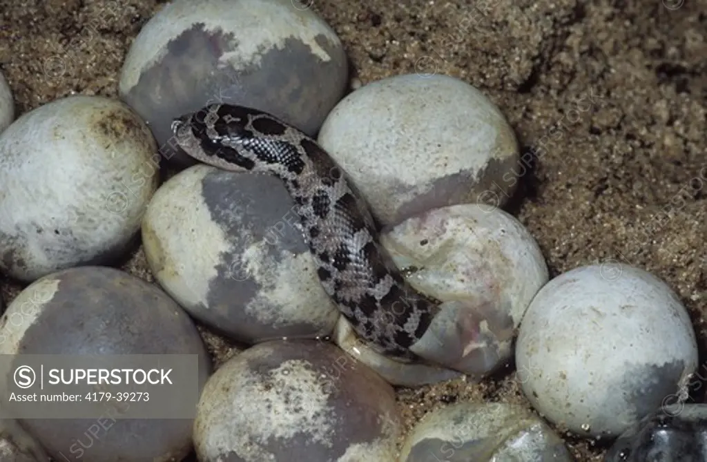 Eastern Hognose Snake hatching (Heterodon platirhinos), IC