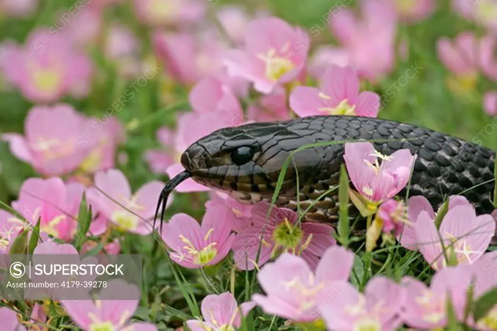 Indigo Snake (Drymarchon corais) and Evening Primrose.  Controlled subject.  McMullen County, TX