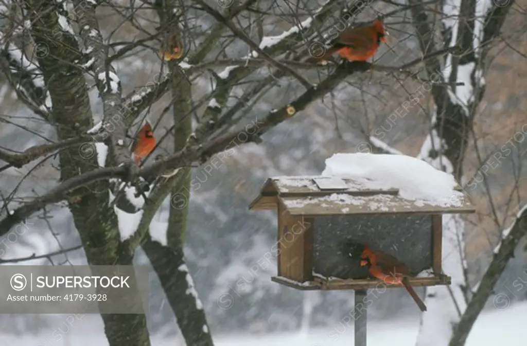 Cardinals at Bird Feeder in Winter (C. cardinalis)