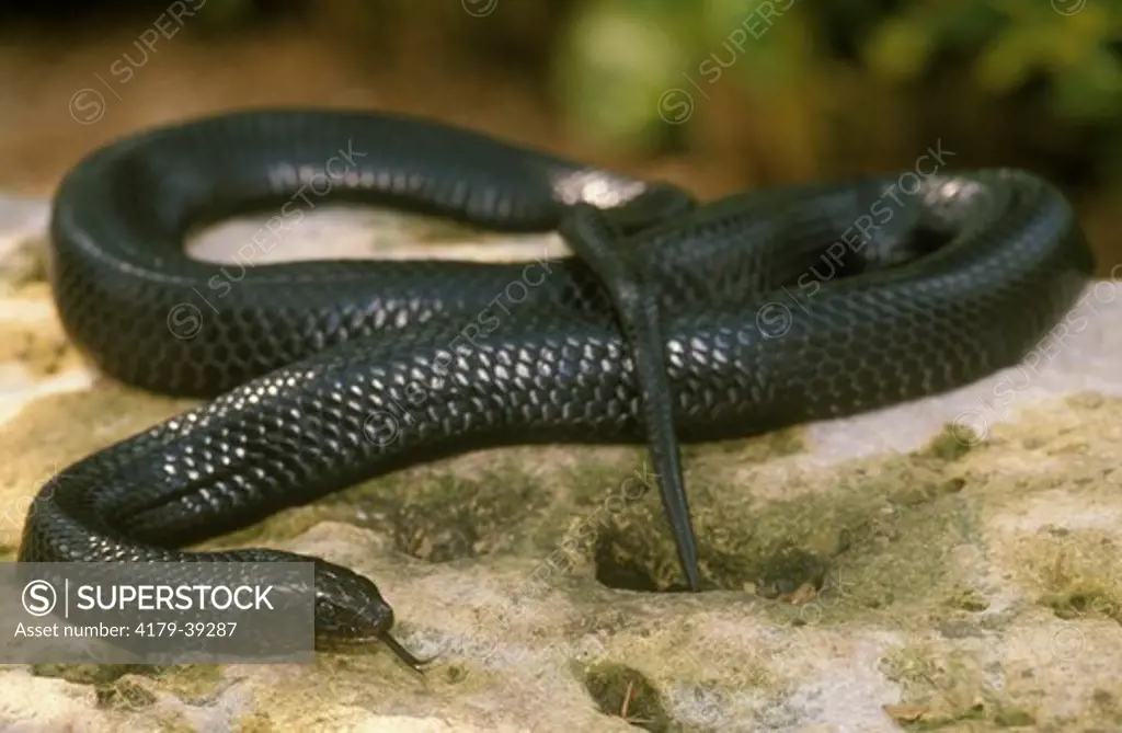 Eastern Indigo Snake (Drymarchon corias couperi) Busch Gardens/Tampa, FL, Florida
