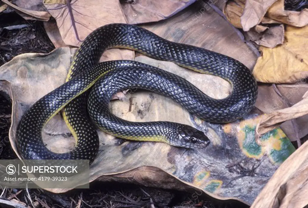 Snake (Liophis miliaris), Amazon Basin to Argentina