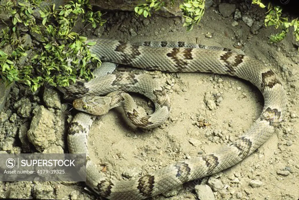 Lyre Snake (Trimorphodon biscutatus), Dona Ana Co., NM