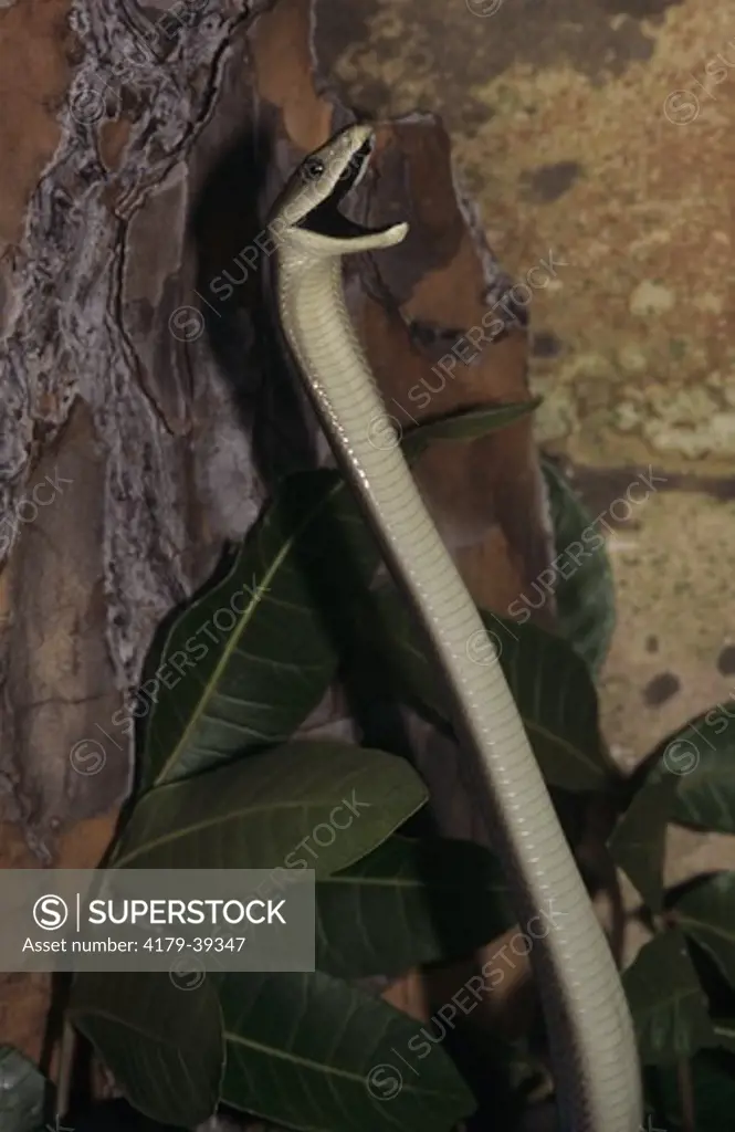 Black Mamba (Dendroaspis polylepis), Threat Display, South Africa