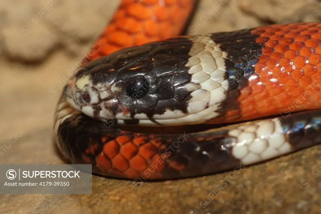 Sinaloan Milk Snake (Lampropeltis triangulum sinaloae) Mexico