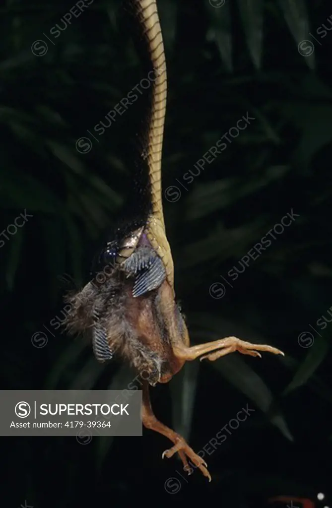 Black Mangrove Snake eating Bird (Boiga blandingi), Central Africa