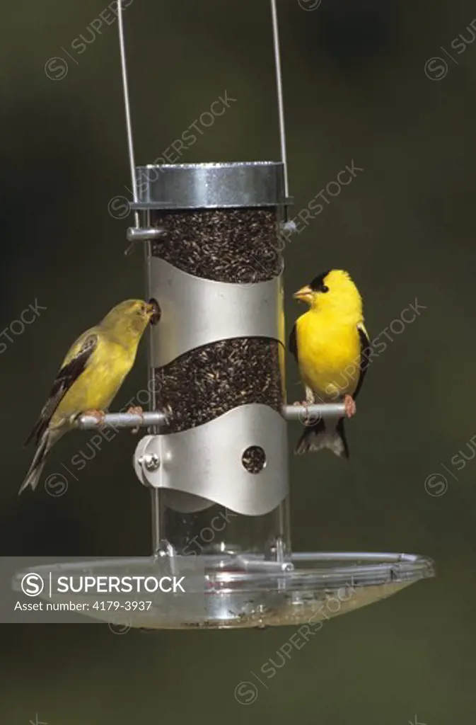 American Goldfinch Male & Female at feeder, Illinois (Carduelis tristis)