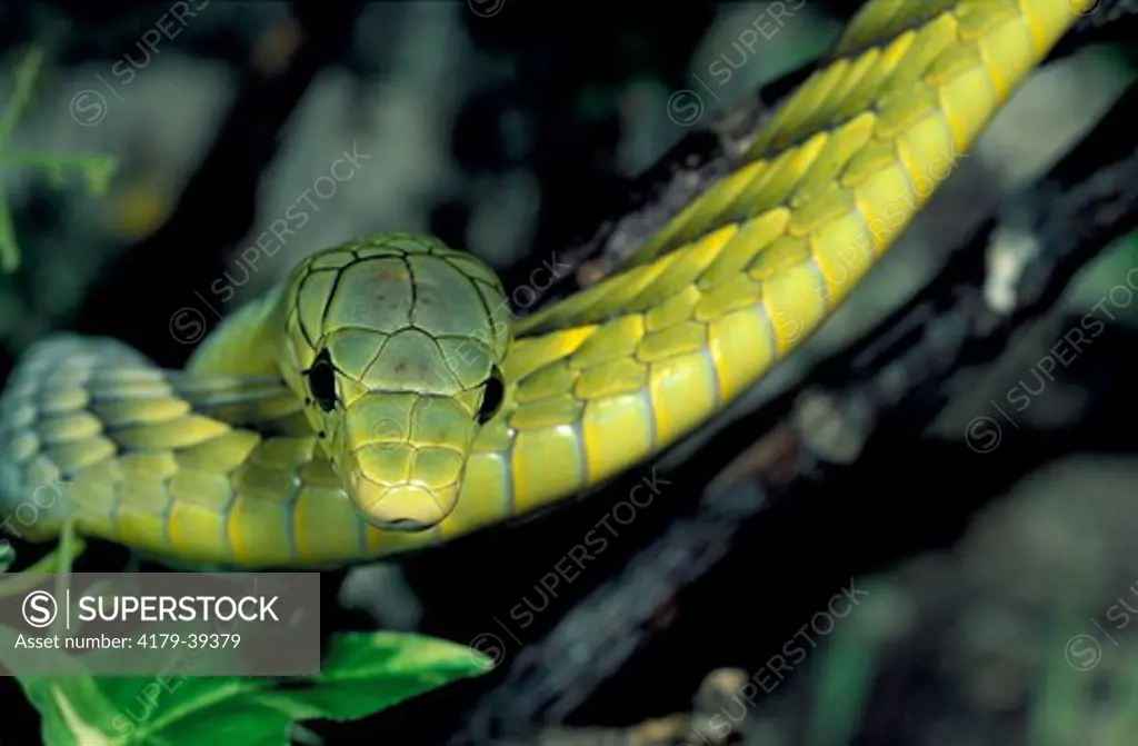 Green Mamba (Dendroaspis viridis), W-Africa Senegal Delta of Niger River), Central Africa