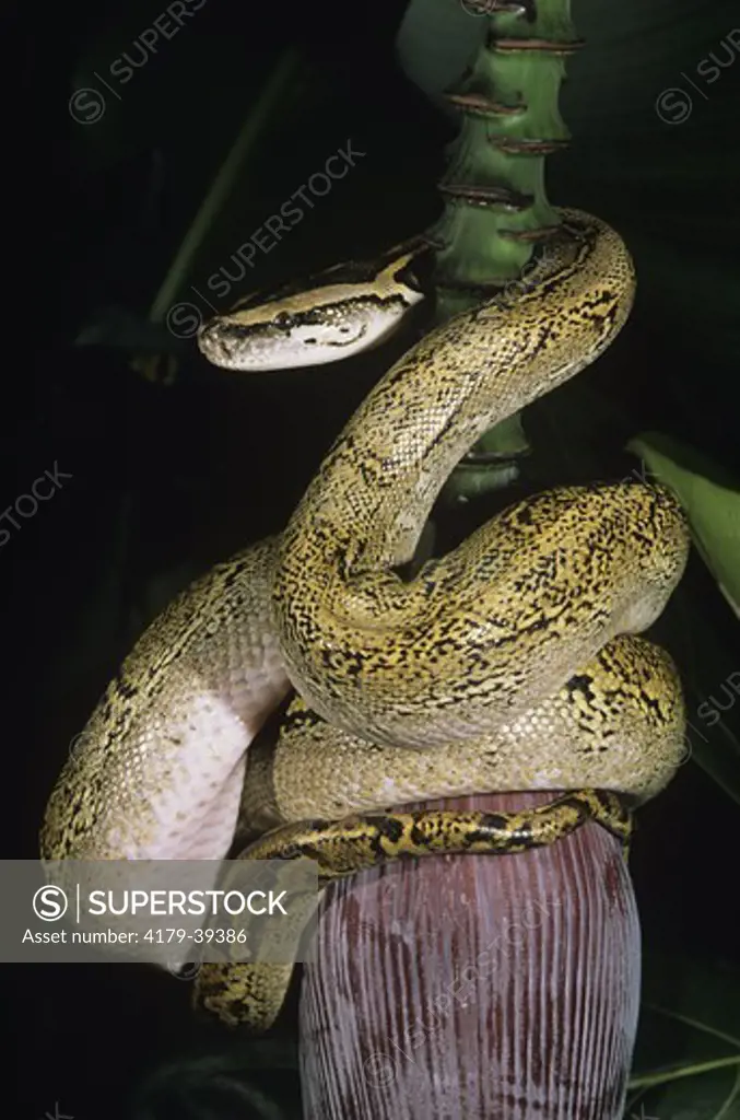 Burmese Python - Rare Color Phase (Python molurus bivittatus) Malaysia