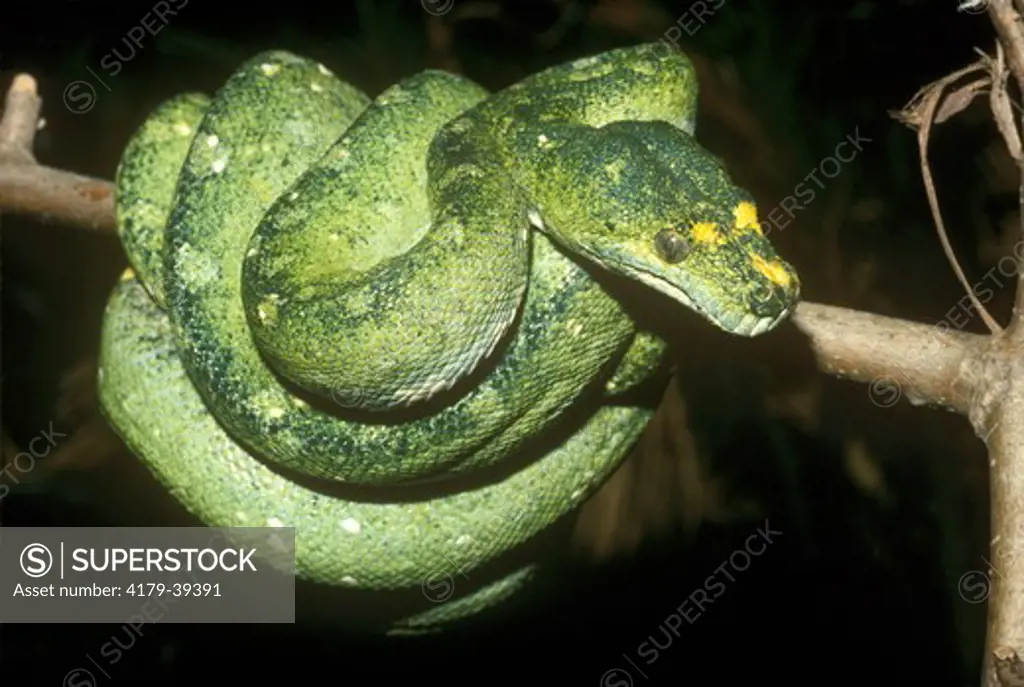 Green Tree Python Coiled (Chondropython viridis) New Guinea - captive