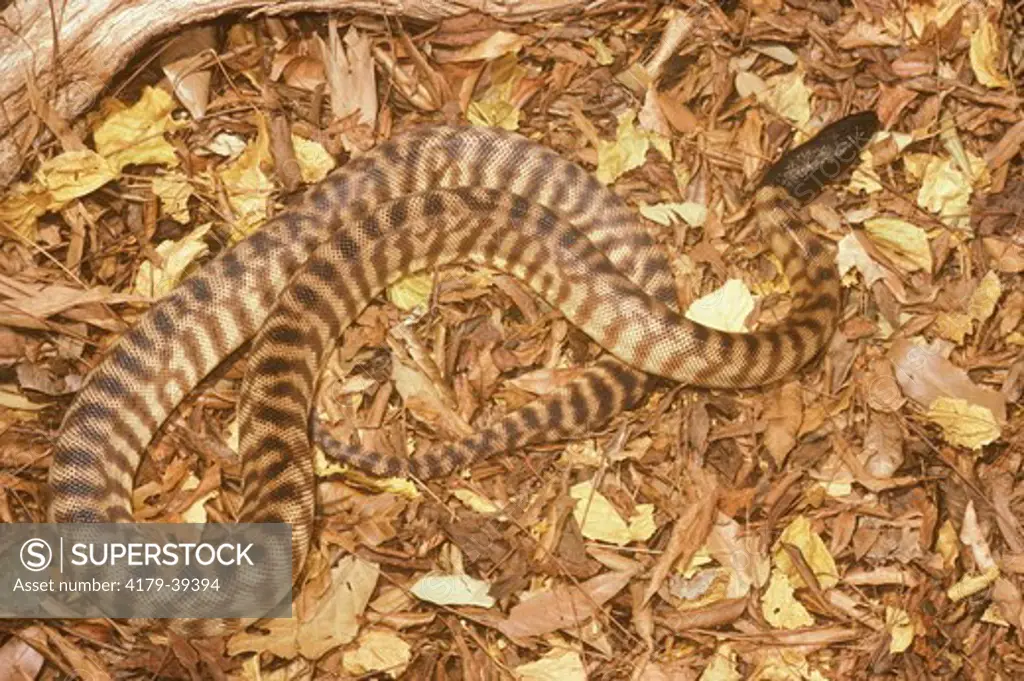 Black-Headed Python (Aspidites melanocephalus) IC, Australia