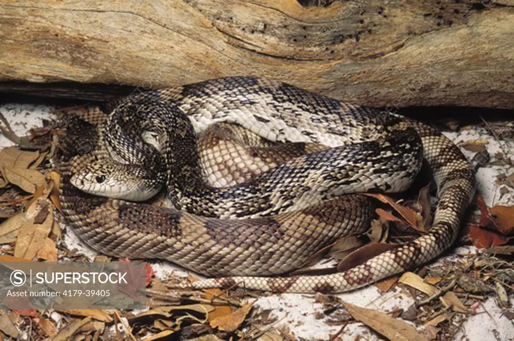 Florida Pine Snake (Pituophis melanoleucus mugitus), Gadsden Co., FL