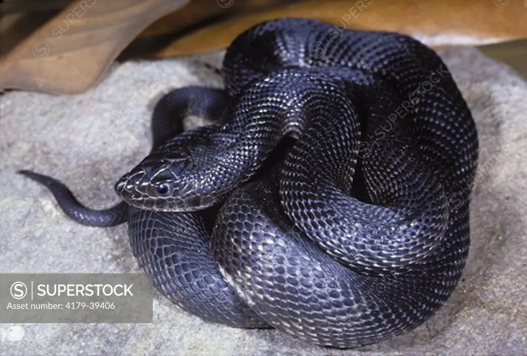 Black Pine Snake (Pituophis m. lodingi), AL