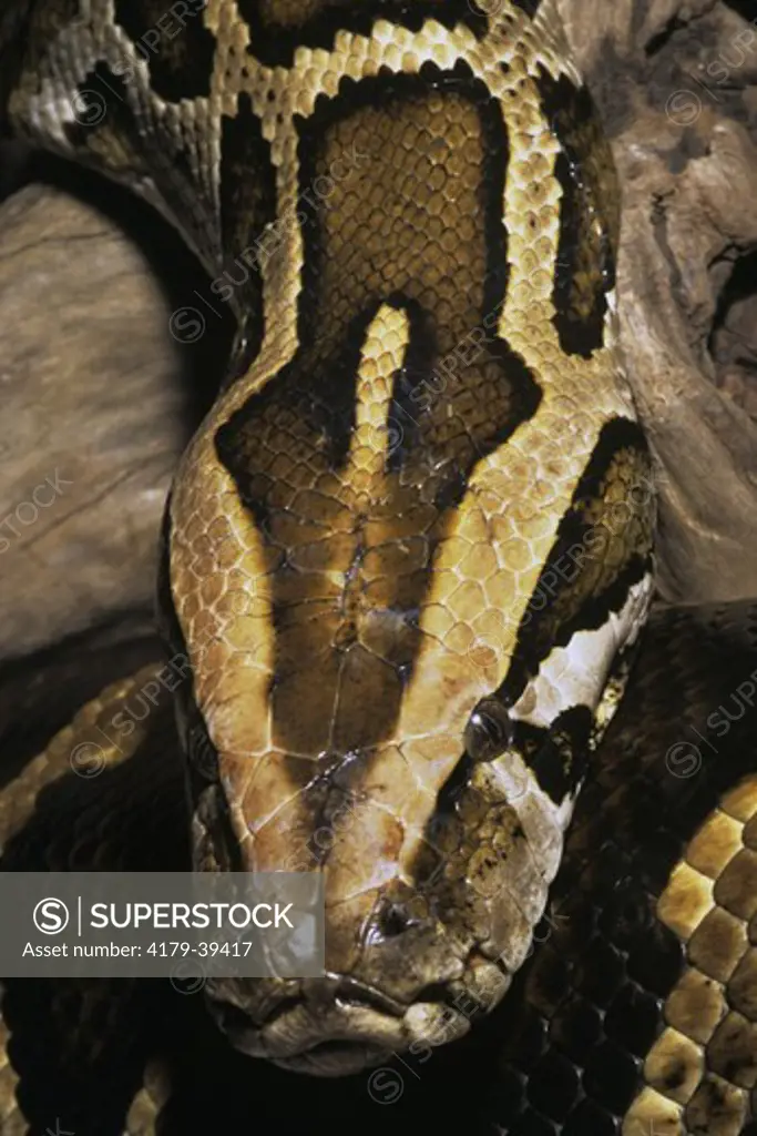 Burmese Python (Python molurus bivittatus) Burma
