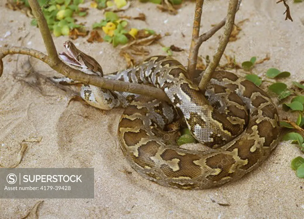Indian Python (Python molurus)