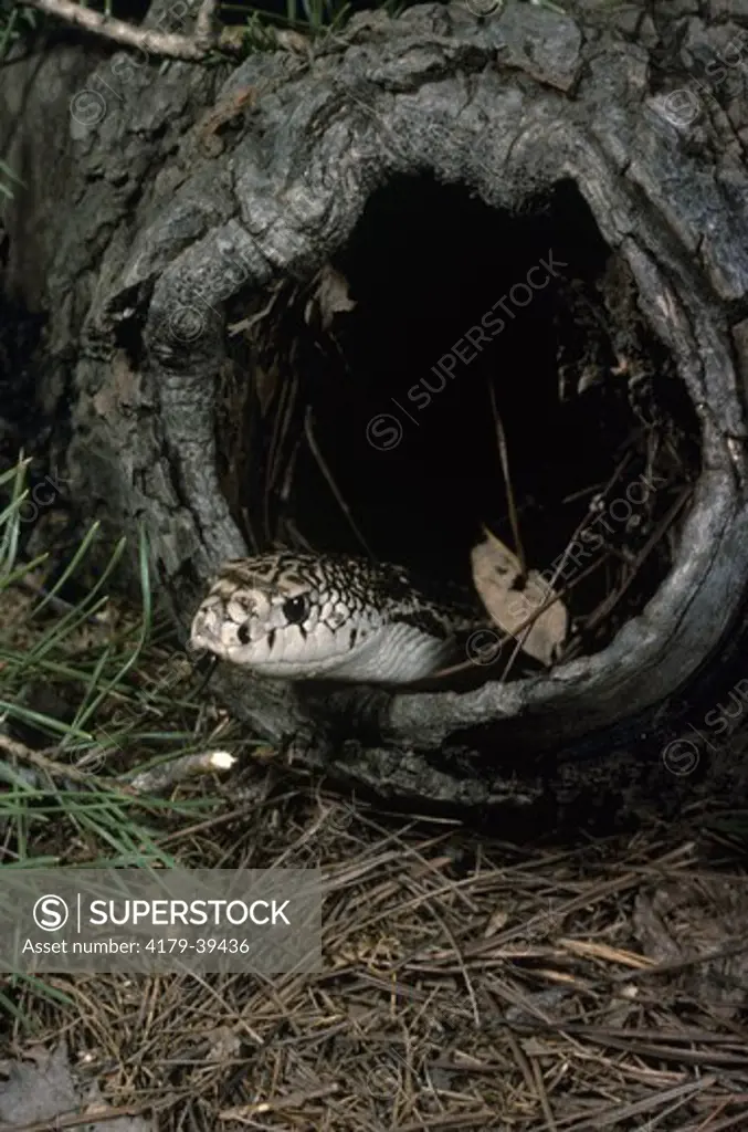 Northern Pine Snake in log (Pituophis melanoleucus)