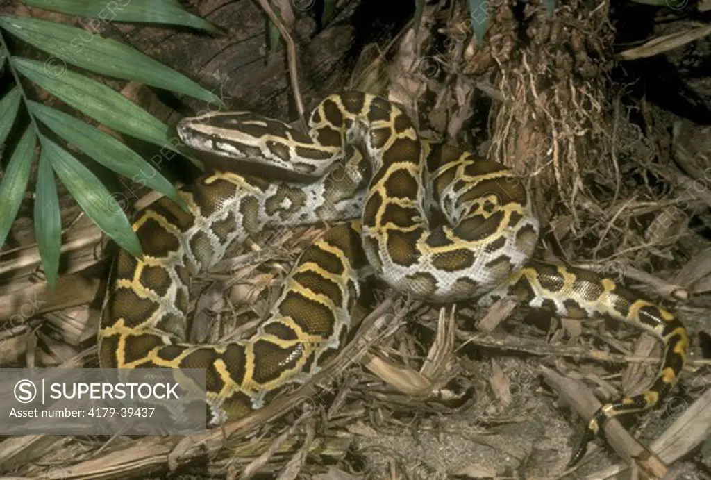 Indian Rock/Burmese Python (Python molurus bivattatus)