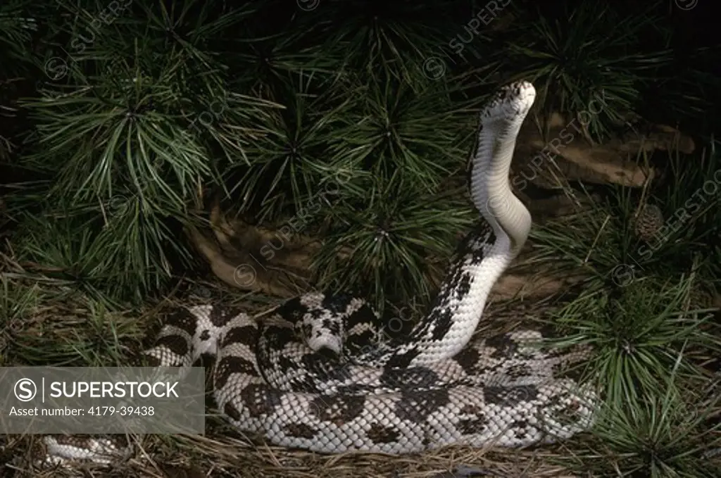 Northern Pine Snake (Pituophis melanoleucus)