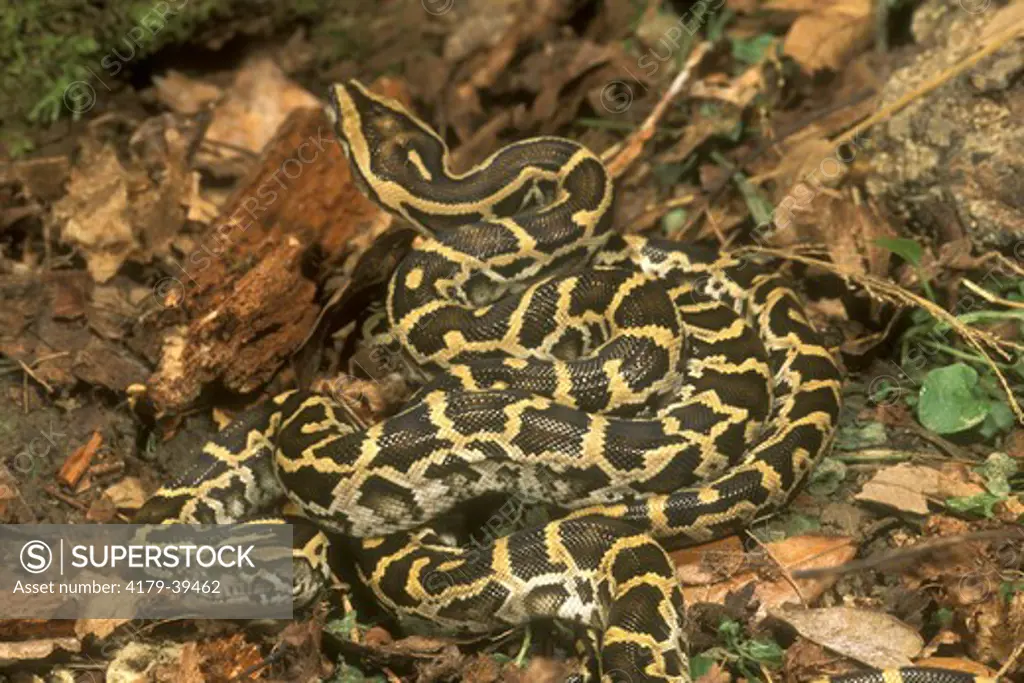 Burmese Python (Python molurus) Hatchlings/Asia