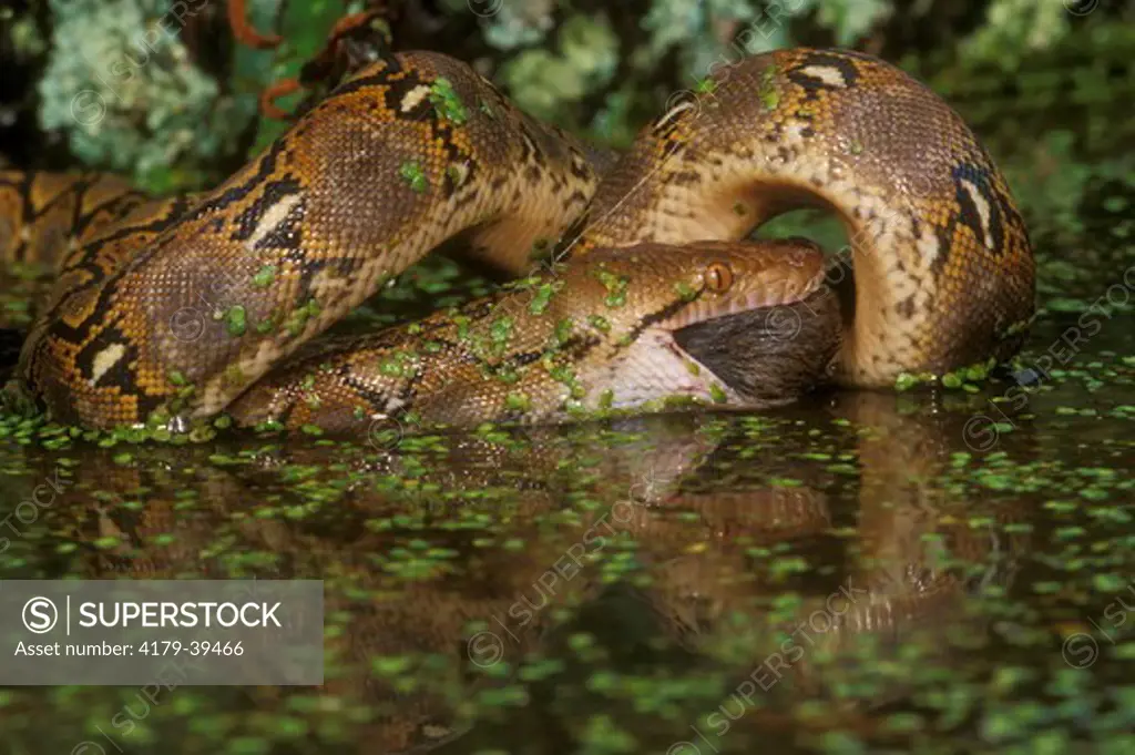 Reticulated Python eating Mouse prey (P. reticulatus), Indo China