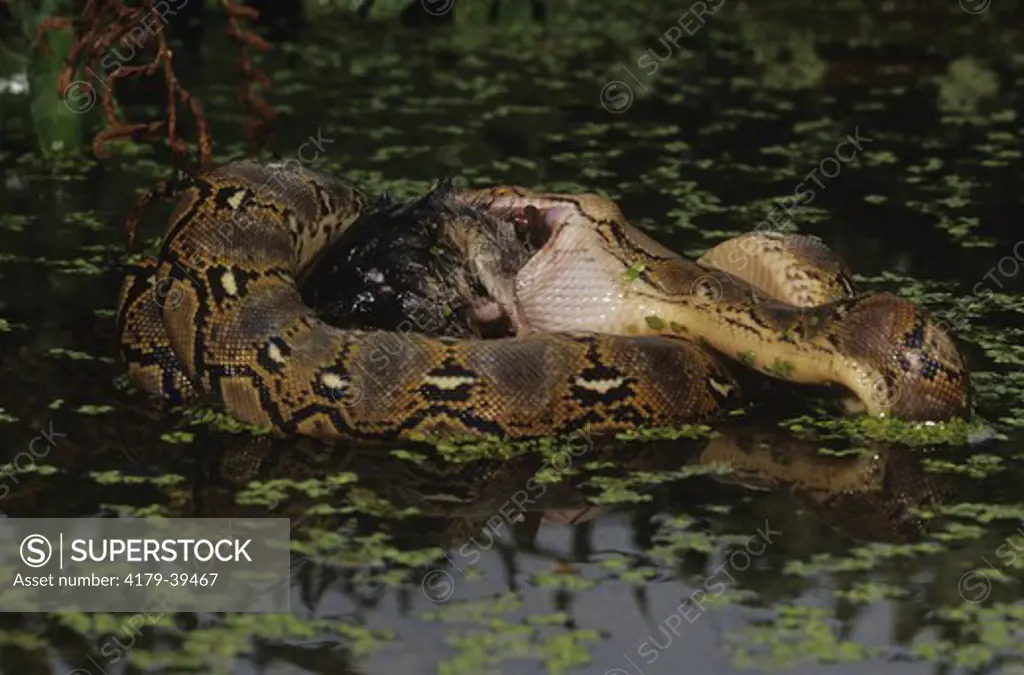 Reticulated Python eating Mouse (P. reticulatus), Indo China