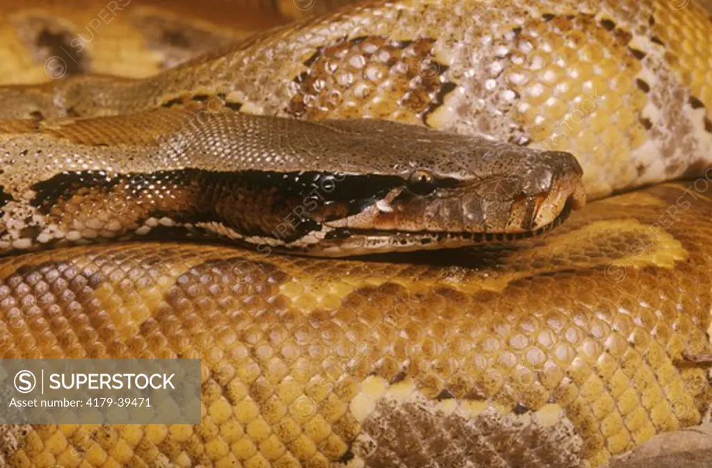 Blood Python (Python curtus), IC  Native: Malaysia, Borneo
