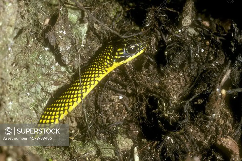 Speckled Racer Snake (Drymobius margaritiferus) Venezuela, South America