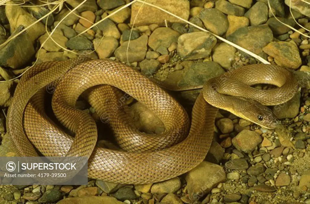 Baja California Rat Snake (Bogertrophis rosaliae), Baja, Mexico