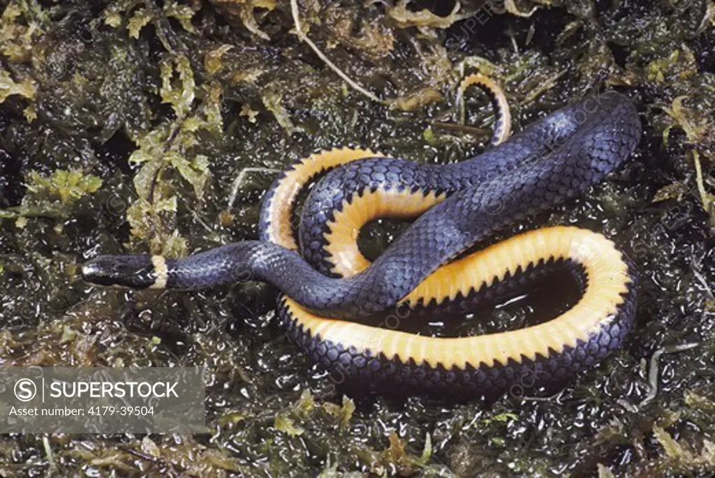 Northern ringneck Snake (Diadophis punctatus edwardsii), MI
