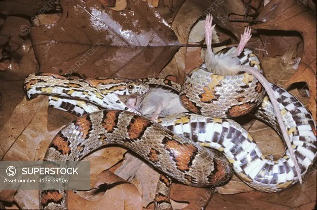 Red Rat Snake aka Corn Snake eating Mouse (Elaphe g. guttata), SE US