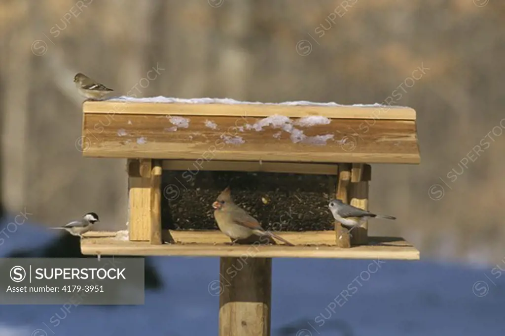 Northern Cardinal female, Tufted Titmouse, Carolina Chickadee & Am. Goldfinch at feeder, IL