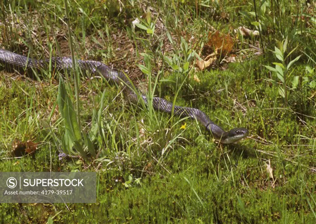 Northern Black Racer (Coluber c. constrictor), Delaware Water Gap NRA, PA