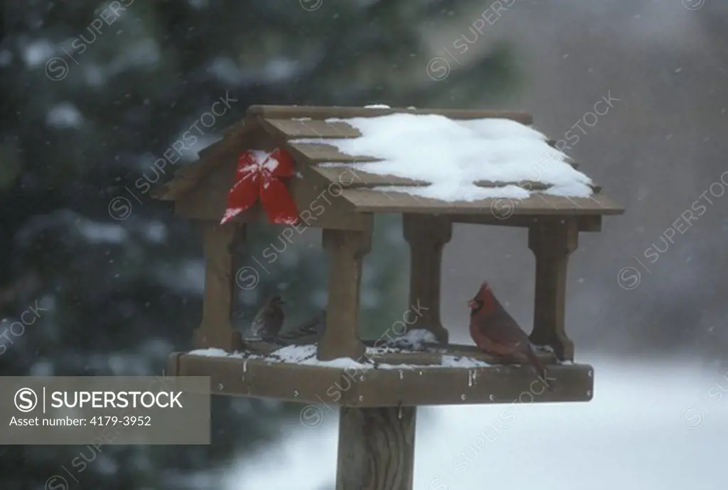 Northern Cardinal at feeder (Cardinalis cardinalis) in winter in IL