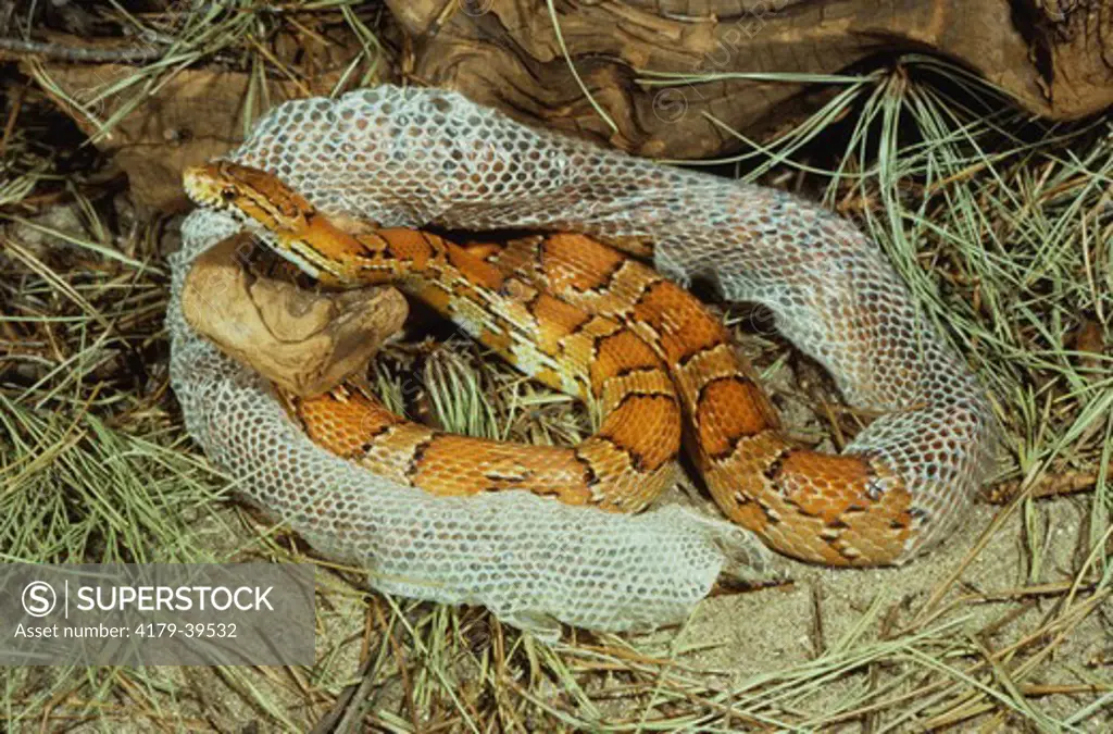 Red Rat or Corn Snake shedding skin (Elaphe guttata)