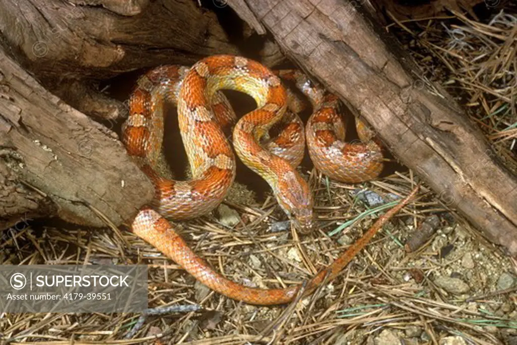 Rosy Rat Snake (Elaphe guttata rosacea)